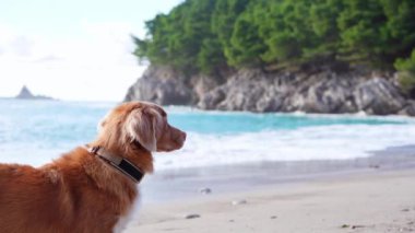 Bir Nova Scotia Duck Tolling Retriever köpeği kumlu bir sahilden okyanusu gözlüyor..