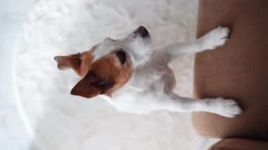 Meraklı bir Jack Russell Terrier köpeği üst perspektiften çekiliyor.