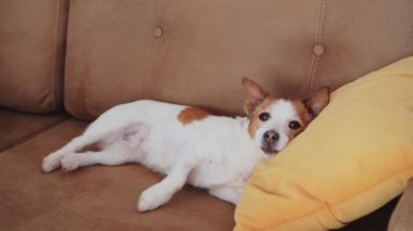 Yorgun Jack Russell Terrier köpeği bir kanepenin üzerinde dinleniyor, bir kulağı terliyor, rahatlıyor.