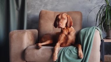 Uyanık bir Vizsla köpeği, şık bir odada yumuşak yeşil bir atış ile örtülmüş, taupe bir koltukta zevkle oturur.