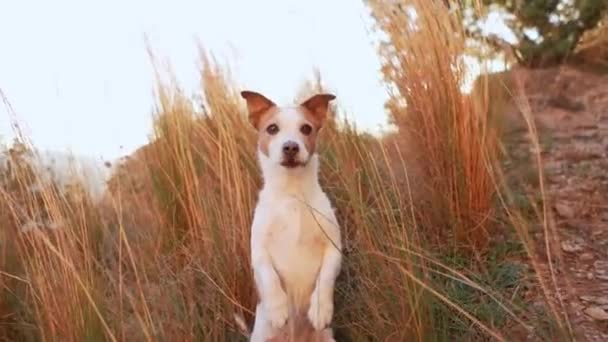 Jack Russell Terrier Hund Står Alert Ett Fält Högt Gräs — Stockvideo