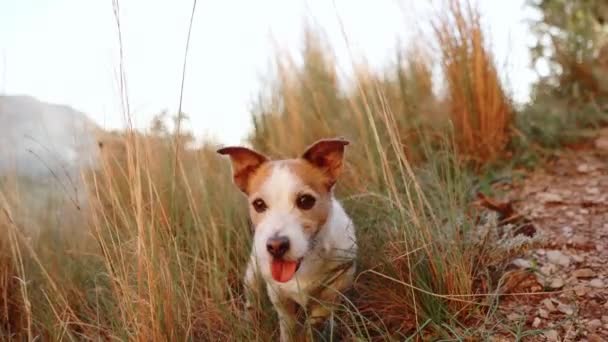 Jack Russell Terrier Perro Mantiene Alerta Campo Hierba Alta Mirada — Vídeo de stock