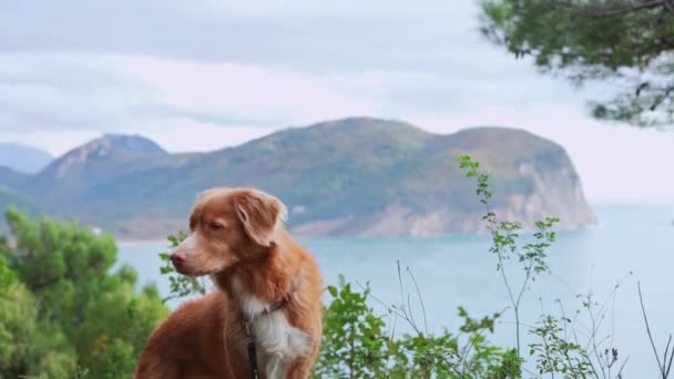 ノバスコシアダックトローリングレトリーバー犬が沿岸の風景を調査し 背後にある海を満たす崖 — ストック動画