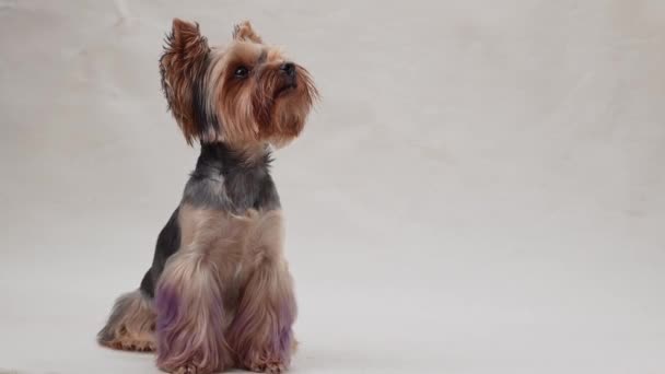 Yorkshire Terrier Hund Vågor Tassar Sitter Mot Neutral Bakgrund Lydig — Stockvideo