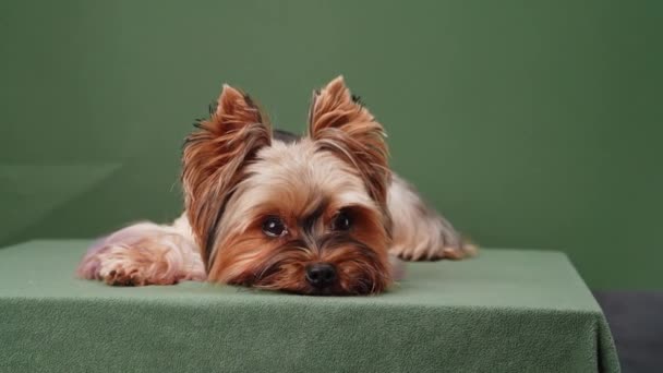 Perro Yorkshire Terrier Acuesta Con Los Ojos Atentos Capturando Cámara — Vídeos de Stock