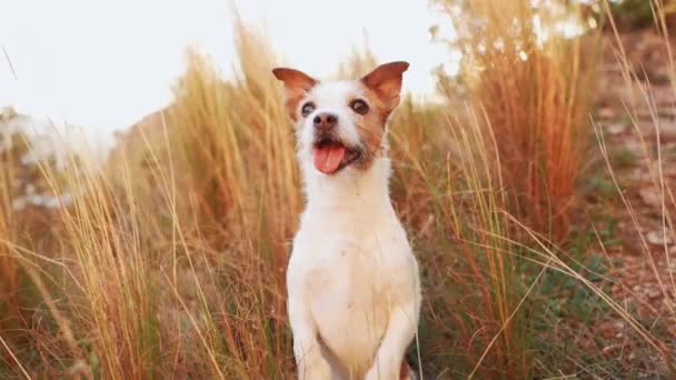 杰克罗素特里耶的狗警惕地站在一片高高的草地上 凝视着远处的什么东西 — 图库视频影像