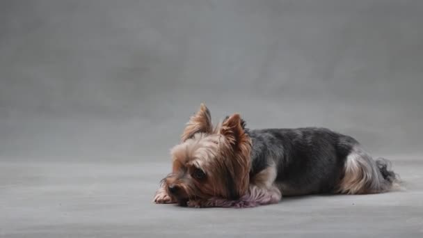 Pies Yorkshire Terrier Wiruje Wdziękiem Złapany Studio Posłuszny Zwierzak — Wideo stockowe