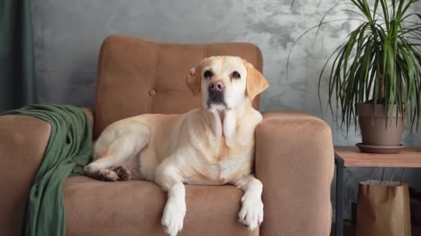 落ち着いたラブラドール レトリーバー犬は 茶色の椅子にラウンジし 上品に装飾された部屋に対する彼の表情は穏やかです — ストック動画