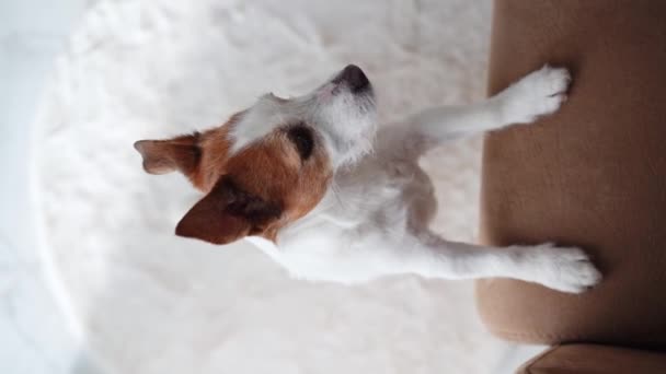 Nyfiken Jack Russell Terrier Hund Kamrater Upp Fångas Ett Overhead — Stockvideo