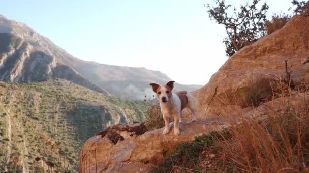 Cachorro Jack Russell Terrier Fica Alerta Uma Encosta Rochosa Com — Vídeo de Stock