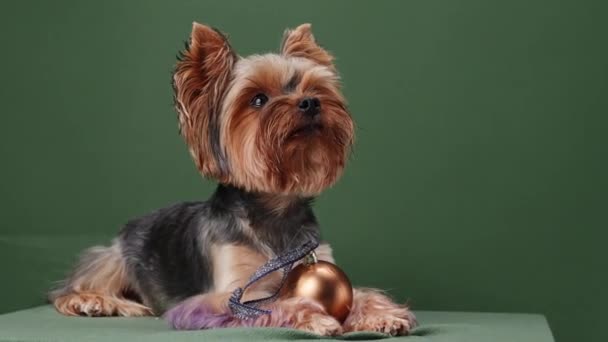Een Yorkshire Terrier Hond Met Een Gouden Bel Tegen Een — Stockvideo