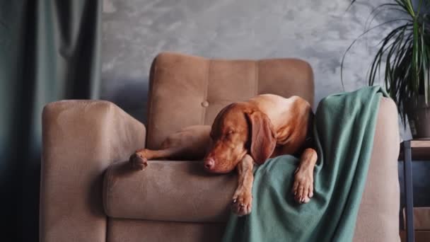 Сонная Собака Визла Лежит Диване Голова Лежит Подлокотнике Безмятежным Выражением — стоковое видео