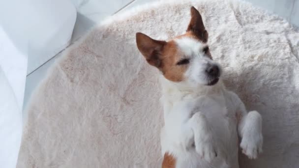 Pequeno Cão Jack Russell Terrier Inclina Chão Seus Olhos Brilhantes — Vídeo de Stock