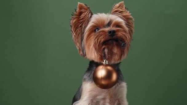 Ένα Σκυλί Yorkshire Terrier Ένα Χρυσό Κουδούνι Ένα Πράσινο Φόντο — Αρχείο Βίντεο