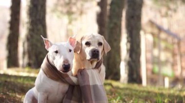 Bir boğa teriyeri ve Labrador köpeği eşarba sarılıp güneşli bir ormanda huzurlu bir anı paylaşıyorlar.