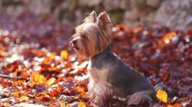Bir Yorkshire Terrier köpeği kıtır kıtır sonbahar yapraklarıyla çevrili yukarıya bakar.