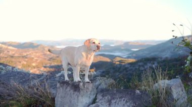 Labrador köpeği dağlık ufuk çizgisine bakar, gezgin şehveti somutlaştırır.