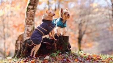 İki özenli köpek, bir Yorkshire Teriyeri ve bir Amerikan Kılsız Teriyeri şık ceketler giyip sonbahar krallıklarını bir kütüğün tepesinden araştırıyorlar.