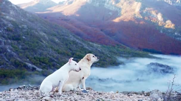 Två Hundar Labrador Retrievers Och Bull Terrier Paus Bergsvandring Med — Stockvideo