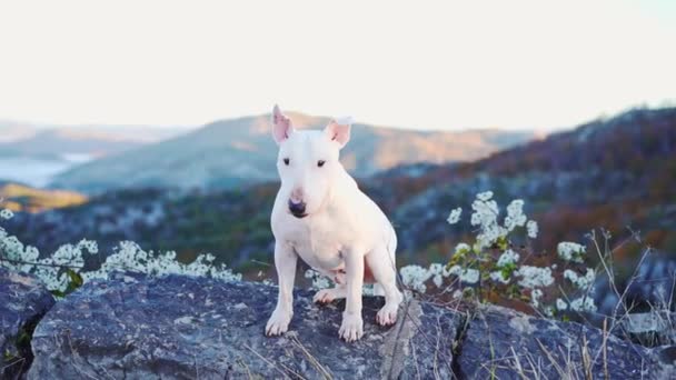 Bull Terrier Cão Está Afloramento Rochoso Natureza Vastidão Atrás — Vídeo de Stock