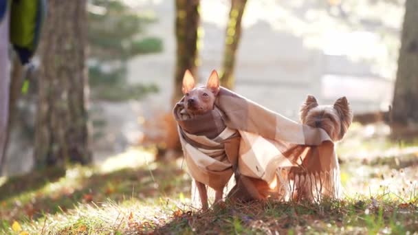 Een Amerikaanse Haarloze Terriër Een Yorkshire Terrier Hond Gekleed Stijlvolle — Stockvideo