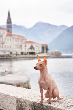 Amerikan Kılsız Teriyer köpeği, tarihi bir sahil kasabası ve arka planda sisli dağları olan bir rıhtım güvertesinde zarifçe oturuyor.