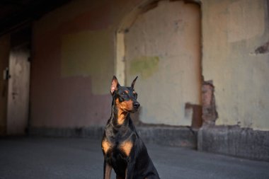 Pinscher köpeği kırsal bir şehir sokaklarında dikkatle oturur, dokulu duvarlar ve kemerli yollar, geçmişteki şehirlerin hikayesini anlatır.