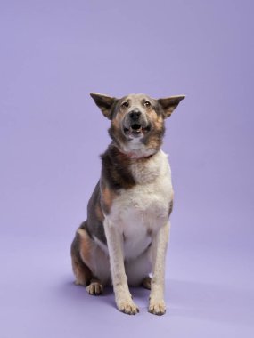 Mutlu köpek stüdyoda. Neşeli bir köpek ışığı, canlı bir eşarp ve leylak bir düzenek.