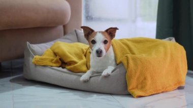 Bir Jack Russell Terrier, yumuşak sarı bir battaniye ve yağmurla kaplı bir pencereyle bir yatakta sımsıkı sarılır.