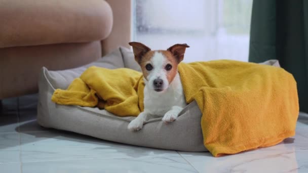Ένα Jack Russell Terrier Βολεύεται Ένα Κρεβάτι Εσωτερικούς Χώρους Μια — Αρχείο Βίντεο
