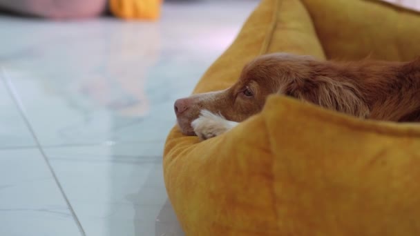 Kamera Fókusza Egyik Kutyáról Másikra Változik Kiemelve Egy Jack Russell — Stock videók