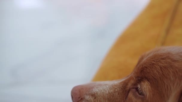 Kamerafokus Wechselt Von Einem Hund Zum Anderen Und Hebt Einen — Stockvideo