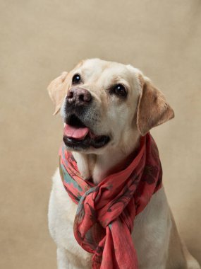 Şık bir eşarp takmış mutlu bir Labrador Retriever köpeği umutla yukarı bakar.