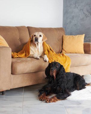 Tatmin olmuş bir Labrador koltukta yatarken Gordon Setter yerde oturuyor, her ikisi de evcimen rahatlık hissi yayıyor.
