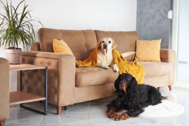 Tatmin olmuş bir Labrador koltukta yatarken Gordon Setter yerde oturuyor, her ikisi de evcimen rahatlık hissi yayıyor.