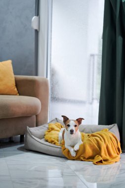 Bir Jack Russell Terrier, yumuşak sarı bir battaniye ve yağmurla kaplı bir pencereyle bir yatakta sımsıkı sarılır.