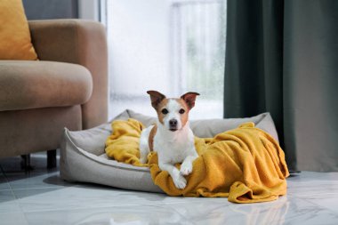 Bir Jack Russell Terrier, yumuşak sarı bir battaniye ve yağmurla kaplı bir pencereyle bir yatakta sımsıkı sarılır.