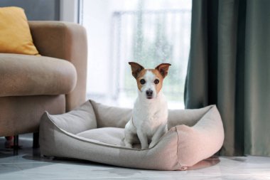 Uyanık bir Jack Russell Terrier yastıklı bir köpek yatağında, dikkatlice kameraya bakıyor, iyi aydınlatılmış bir odada, penceresi bulanık doğal bir görüntü sergiliyor..