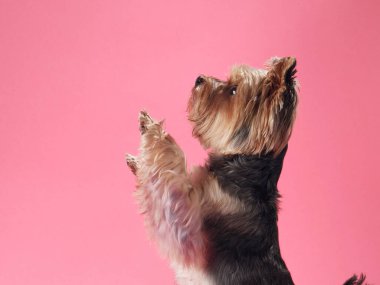 Köpek selamlaması, bu tapılası Yorkshire Teriyeri yumuşak pembe bir arka plana karşı patisini kaldırıyor.