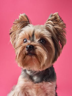 Yorkshire Terrier köpeği canlı pembe bir arka plana, parlak kürküne ve zarif kulaklarına karşı dikkatle oturur.