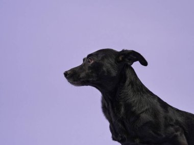 Özenli bakışları olan pasaklı siyah bir köpek, yumuşak mor bir arka plana karşı poz verir, kürk dokusu vurgulanır.. 