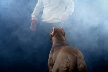 Sisin içindeki beklenti, köpek. Kas rengi kahverengi bir köpek gökyüzüne bakar. Görünmeyen bir elin erişemeyeceği bir oyuncağa odaklanır.