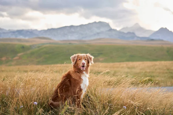 Bir Nova Scotia Duck Tolling Retriever köpeği altın otların arasında oturur, dağlar macera için bekler.