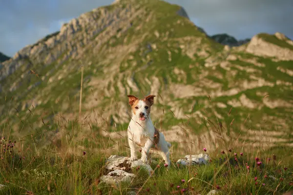 A Jack Russell Terrier dog stands alert in a mountainous meadow, a rustic cabin in the distance. The poised canine is a picture of exploration and adventure in the great outdoors