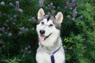 Sibirya Husky köpeği lavanta çalısına dikkatlice oturur, çarpıcı özellikleri dostça bir uyarı yayar.