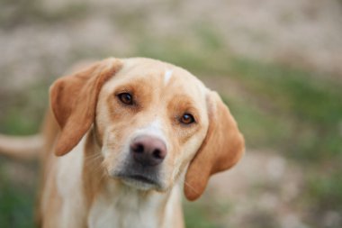 Köpekler doğanın arka planında ürerler. Yeşillikte aktif evcil hayvan