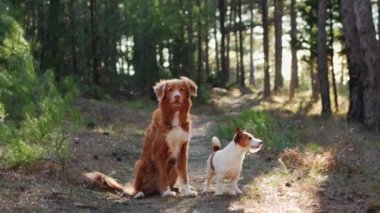İki köpek, bir Nova Scotia Duck Tolling Retriever ve bir Jack Russell Terrier, çam ormanında eğlenceli bir koşunun keyfini çıkarın. Canlı sahne hareketli ve doğal güzelliklerle dolu.