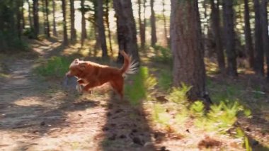 Bir Nova Scotia Duck Tolling Retriever, güneşli bir ormanda koşar. Altın köpek kürkü çamların arasındaki doğal ışıkta parıldıyor.