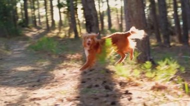 Bir Nova Scotia Duck Tolling Retriever, güneşli bir ormanda koşar. Altın köpek kürkü çamların arasındaki doğal ışıkta parıldıyor.