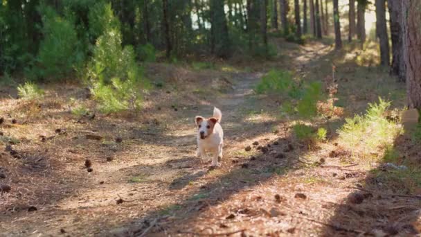 Jack Russell Terrier Bedragare Längs Grumlad Skogsstig Den Lilla Pigg — Stockvideo